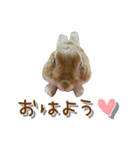 うちの子シリーズ『うさぎのムギちゃん』②（個別スタンプ：1）