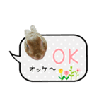 うちの子シリーズ『うさぎのムギちゃん』②（個別スタンプ：3）