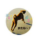うちのペット(男の子チーム2)（個別スタンプ：8）