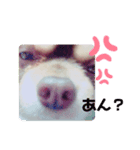 かねつぐ＾＾チワワ（個別スタンプ：1）