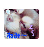 かねつぐ＾＾チワワ（個別スタンプ：3）