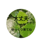 cute お花でスタンプ（個別スタンプ：13）