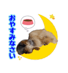 ヨーキー★こむぎ＆ポメ★くるみ（個別スタンプ：2）