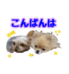 ヨーキー★こむぎ＆ポメ★くるみ（個別スタンプ：3）