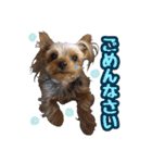 ヨーキー★こむぎ＆ポメ★くるみ（個別スタンプ：5）