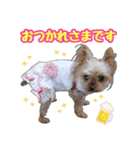 ヨーキー★こむぎ＆ポメ★くるみ（個別スタンプ：9）