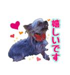 ヨーキー★こむぎ＆ポメ★くるみ（個別スタンプ：10）