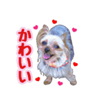 ヨーキー★こむぎ＆ポメ★くるみ（個別スタンプ：11）