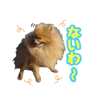 ヨーキー★こむぎ＆ポメ★くるみ（個別スタンプ：13）