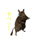 デグーのるーとろ（個別スタンプ：4）