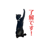 黒猫の運ちゃん。Part4（個別スタンプ：1）