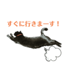 黒猫の運ちゃん。Part4（個別スタンプ：4）
