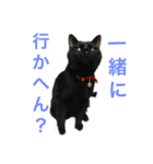 黒猫の運ちゃん。Part4（個別スタンプ：5）