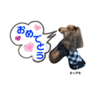 プリプリティアラ（個別スタンプ：17）