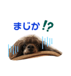 プリプリティアラ（個別スタンプ：25）