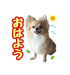 ポメチワ★ピュア＆ラブ＆マーブル（個別スタンプ：1）