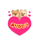 ポメチワ★ピュア＆ラブ＆マーブル（個別スタンプ：3）