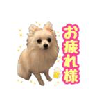 ポメチワ★ピュア＆ラブ＆マーブル（個別スタンプ：7）