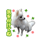 ポメチワ★ピュア＆ラブ＆マーブル（個別スタンプ：8）