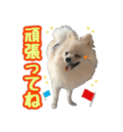 ポメチワ★ピュア＆ラブ＆マーブル（個別スタンプ：9）