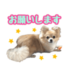 ポメチワ★ピュア＆ラブ＆マーブル（個別スタンプ：10）