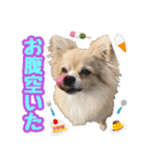 ポメチワ★ピュア＆ラブ＆マーブル（個別スタンプ：12）