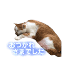 4匹の猫スタンプ（個別スタンプ：13）