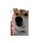 柴犬ちゃーくん2（個別スタンプ：4）