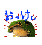 ごんちゃん 2（個別スタンプ：5）