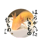 ごんちゃん 2（個別スタンプ：7）