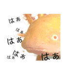 ごんちゃん 2（個別スタンプ：12）