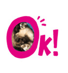あにまるず！！（個別スタンプ：2）