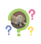 あにまるず！！（個別スタンプ：4）