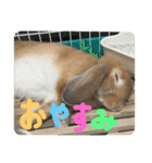 あにまるず！！（個別スタンプ：7）