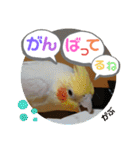 インコのスタンプ《その3》（個別スタンプ：2）