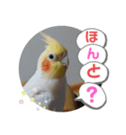 インコのスタンプ《その3》（個別スタンプ：4）