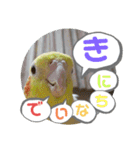 インコのスタンプ《その3》（個別スタンプ：12）