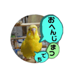 インコのスタンプ《その3》（個別スタンプ：28）