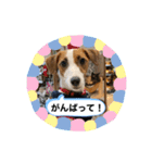 JAMちゃんスタンプ（個別スタンプ：2）