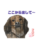 愛犬マロンのスタンプ①（個別スタンプ：1）