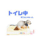 愛犬マロンのスタンプ①（個別スタンプ：3）