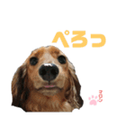 愛犬マロンのスタンプ①（個別スタンプ：5）