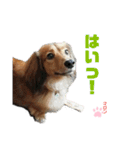 愛犬マロンのスタンプ①（個別スタンプ：6）