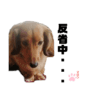 愛犬マロンのスタンプ①（個別スタンプ：8）