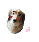 愛犬マロンのスタンプ①（個別スタンプ：9）