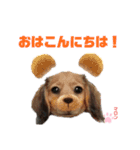 愛犬マロンのスタンプ①（個別スタンプ：10）