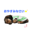 愛犬マロンのスタンプ①（個別スタンプ：11）