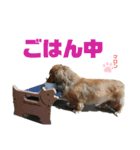 愛犬マロンのスタンプ①（個別スタンプ：12）