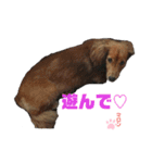 愛犬マロンのスタンプ①（個別スタンプ：13）