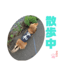 愛犬マロンのスタンプ①（個別スタンプ：14）
